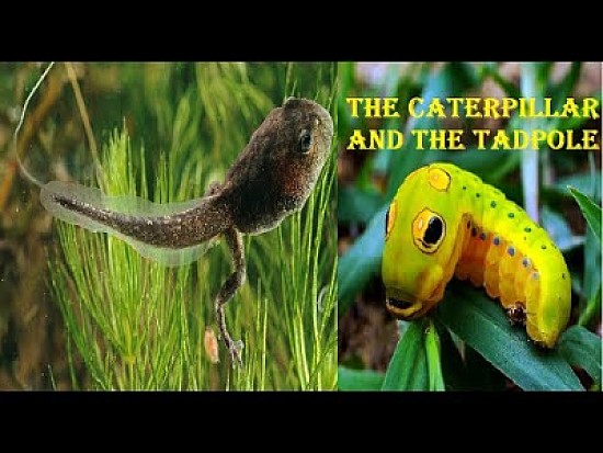 CATERPILLAR - TADPOLE