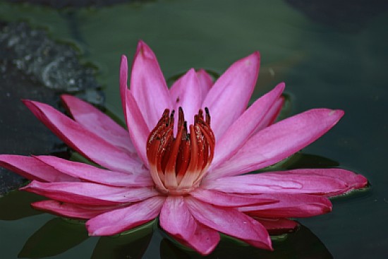 Pink lotus