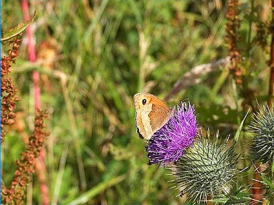 Meadow Brown