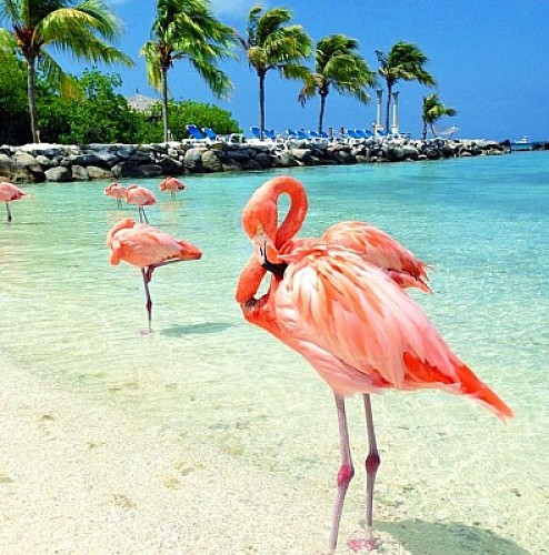 Playa de flamencos