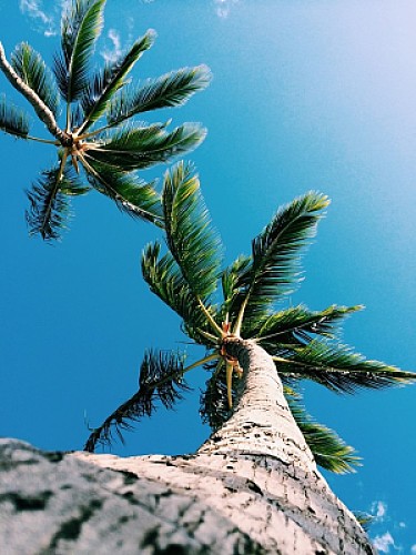 Palmeras y cielo azul