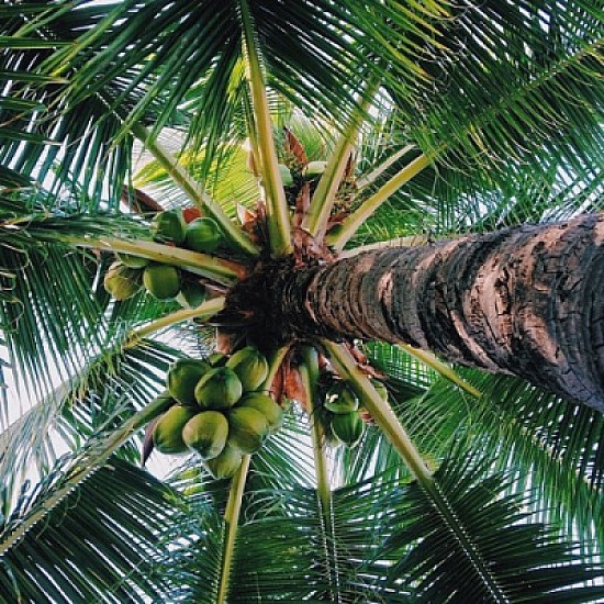 Palm tree with coconuts