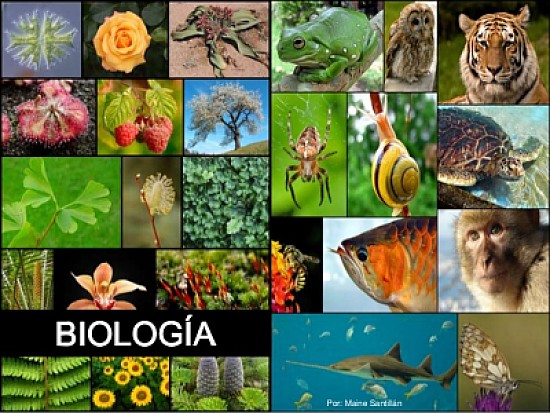 BIOLOGIA