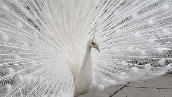 Pavo real blanco