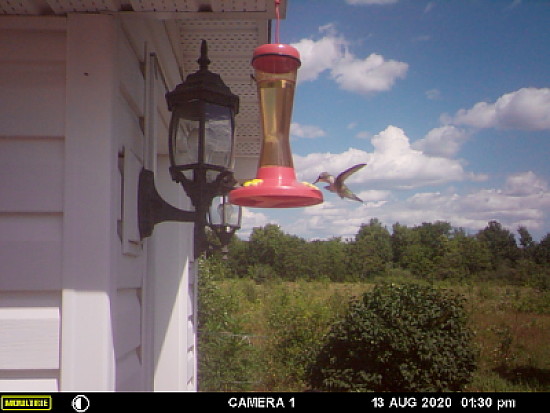 Hummingbird in for a drink