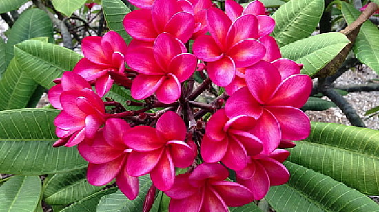 flores - Plumeria roja