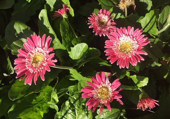 Zinnias