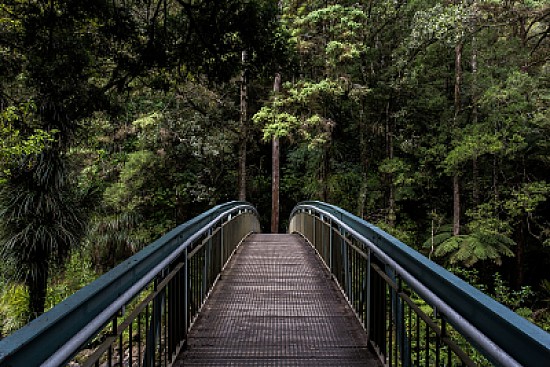 Whangarei Falls footbridge