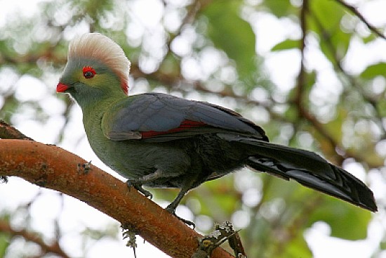 Turaco di ruspoli