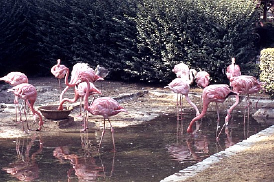 flamand rose