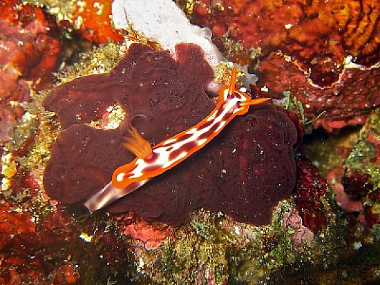 Hypsecolodoris purpureomaculosa