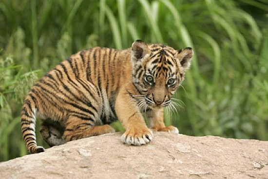 baby tiger