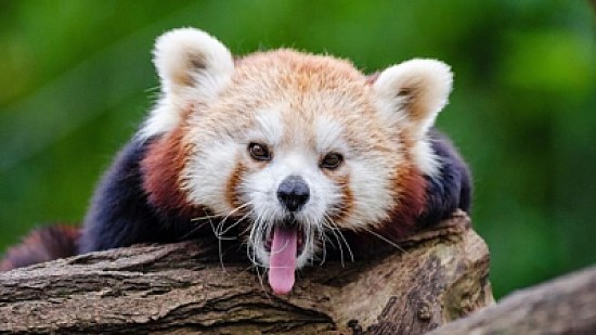 red panda