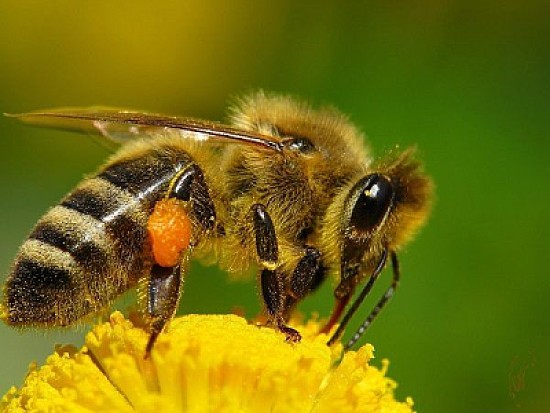 BEE