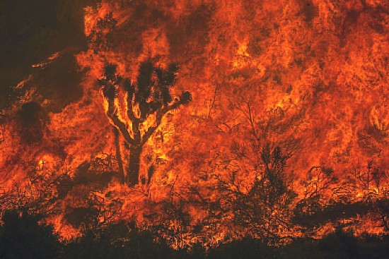 Joshua Tree being Consumed