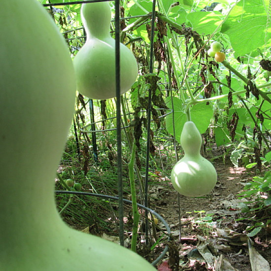 Gourds