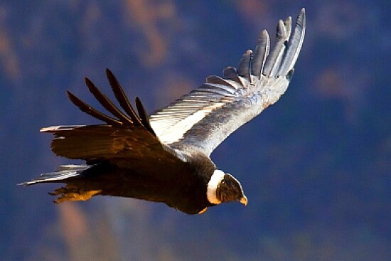 Condor de los Andes