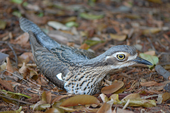 Burhinus gallarius