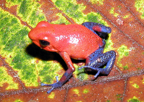 Velenosa dendrobates pigmeo