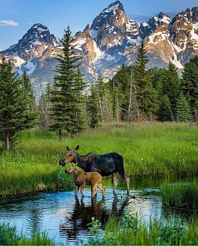 ALCES EN GRAN TETÓN