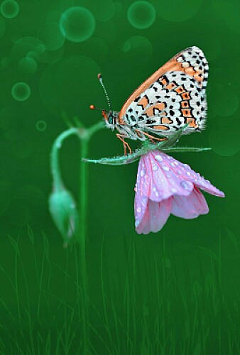 Borboleta na flor