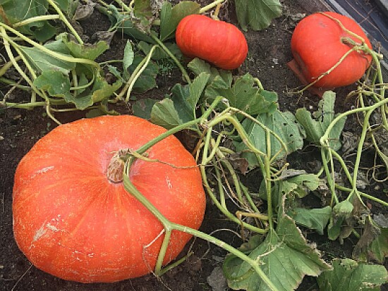 Three Pumpkins