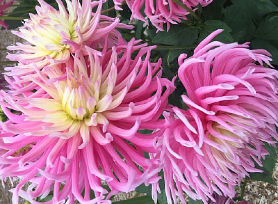 Pink Dahlias 3