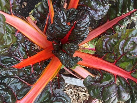 Red Swiss Chard