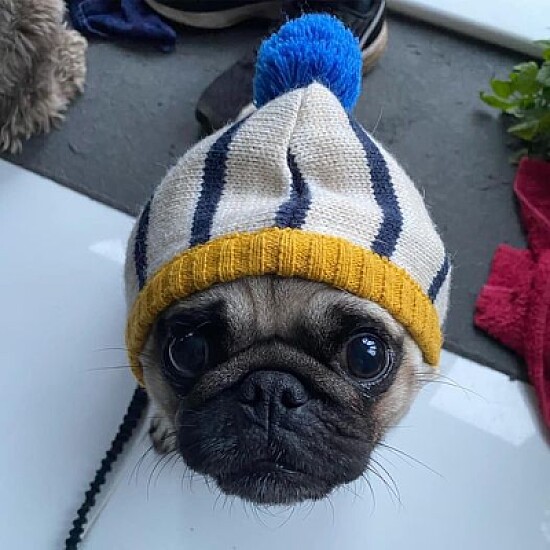 pug