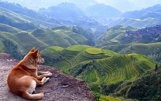 Perro en el bosque