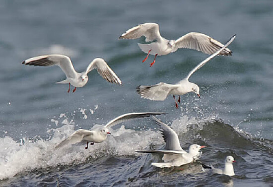 gaviotas