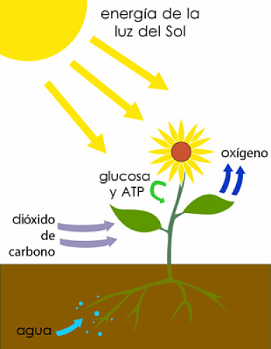 FotosÃ­ntesis