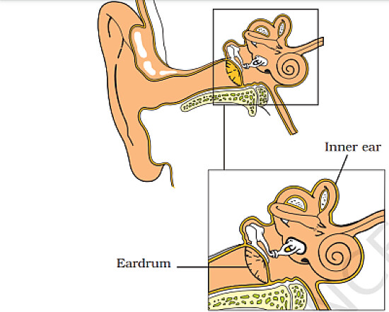 human ear