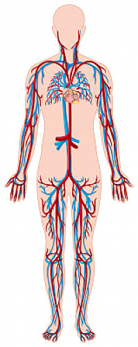 sistema cardiovascular