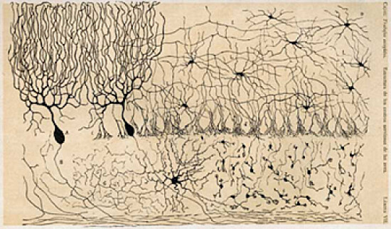 Cells of Chick Cerebellum