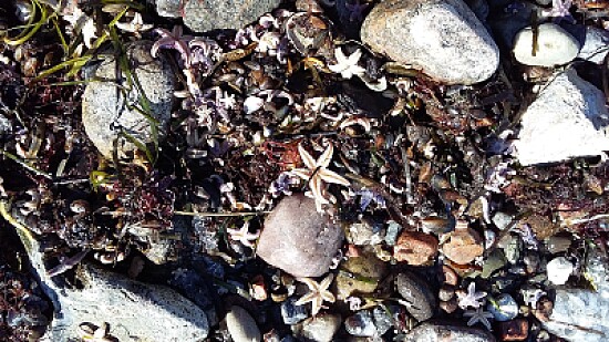 Muscheln
