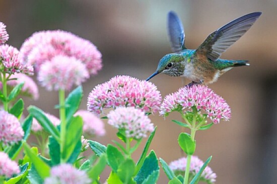 colibrÃ­