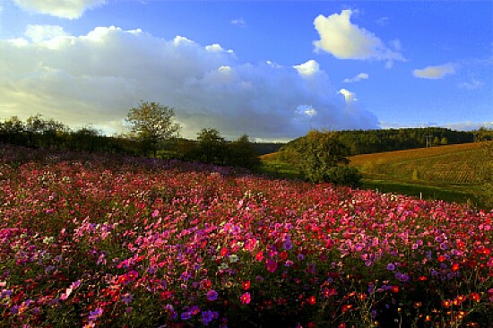 Prairie fleurie