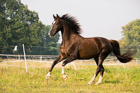 American saddlebred