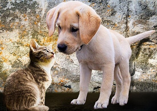 Dog and Cat