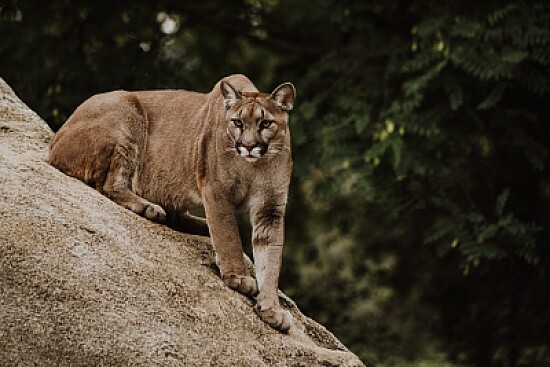 Cougar, Canada