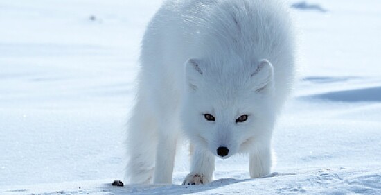 Arctic fox