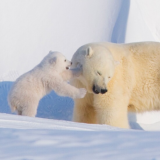 Polar bear