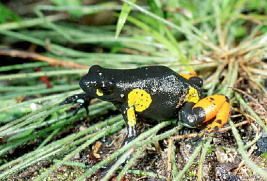 Mantella arlecchino