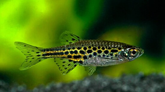 Danio leopardo