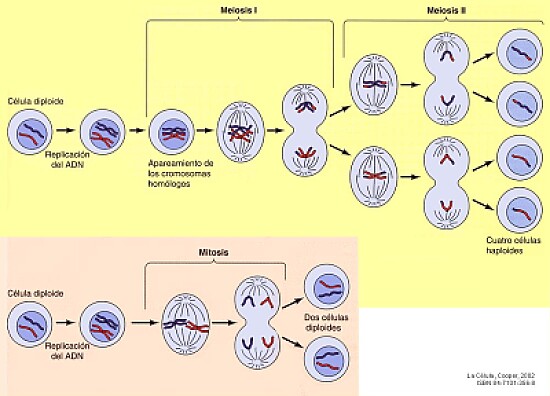 MITOSIS VS MEIOSIS