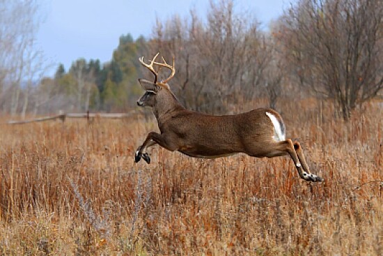 Running Buck, Nova Scotia