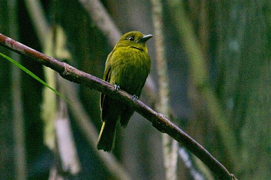 Manichino becco largo