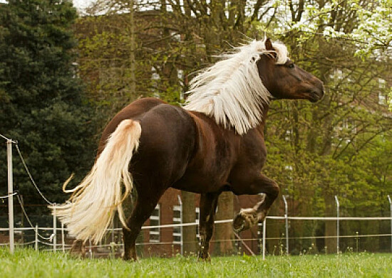 Cavalo Floresta Negra