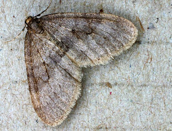 Operophetera brumata